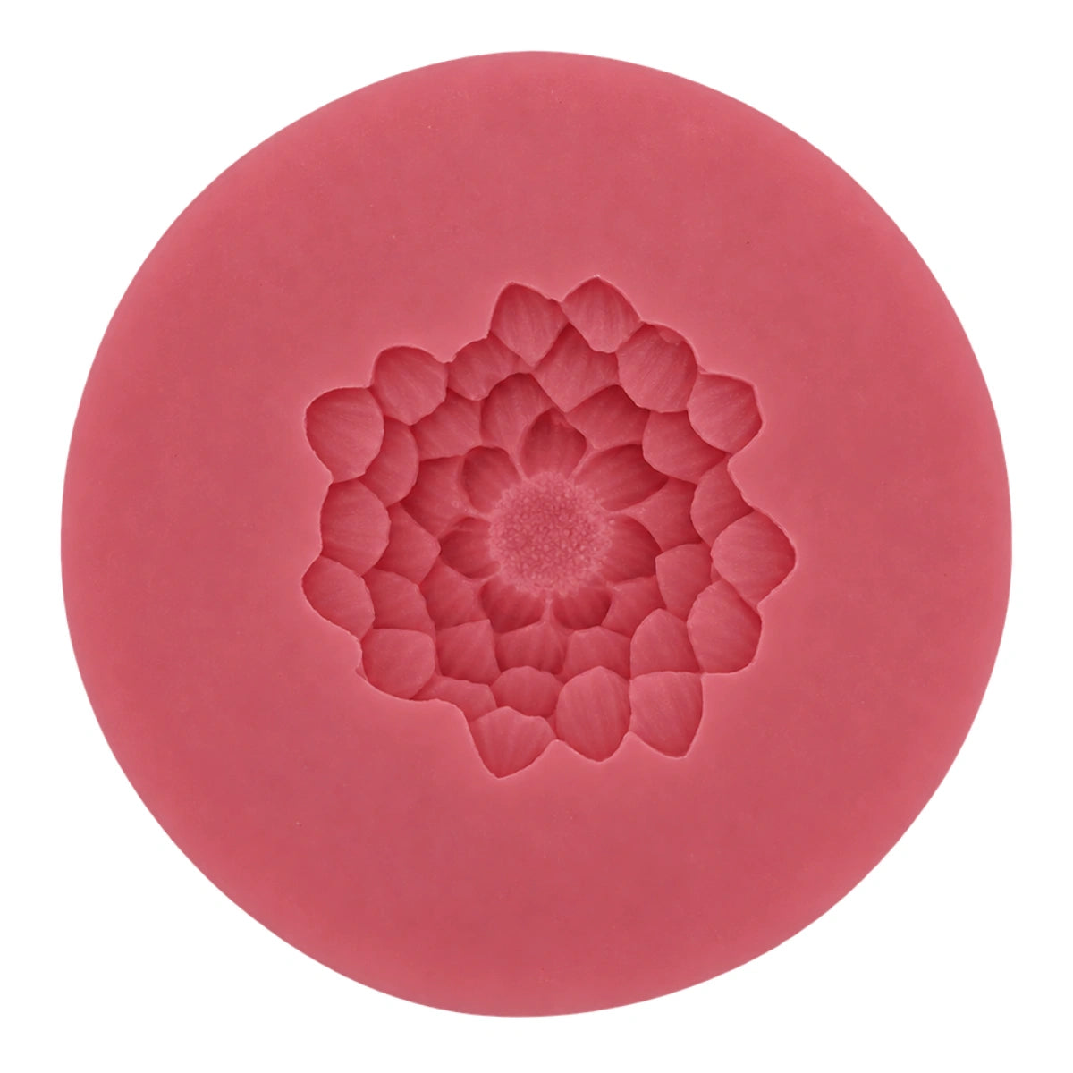 Chrysanthemum C25 - Carolines