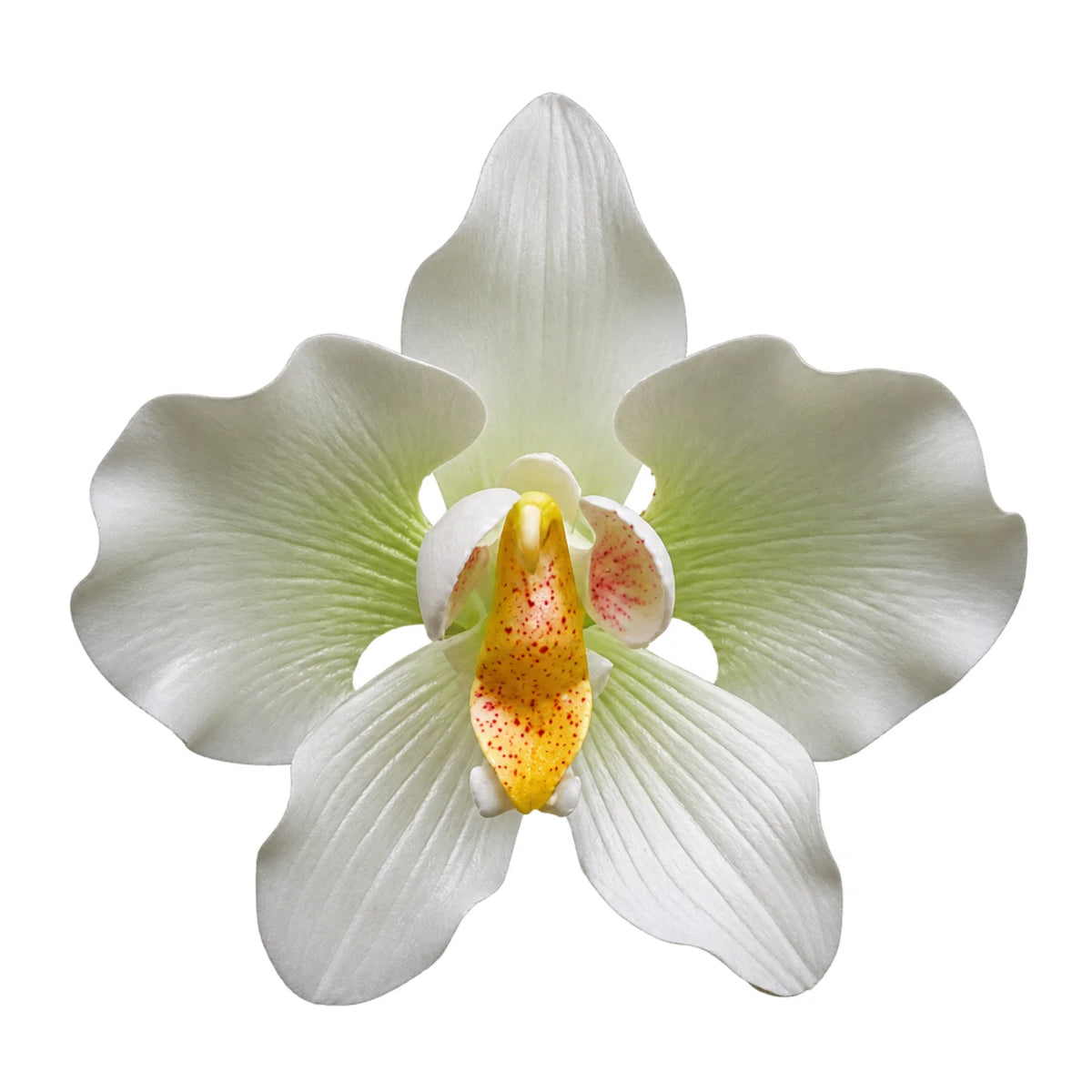 Green Phalaenopsis Orchid Large - Sweet Sugar Flowers