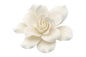 White Belmont Gardenia13cm - Sweet Sugar Flowers