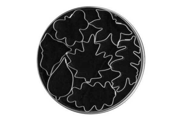T P Cutter Autumn Leaves - Loyal