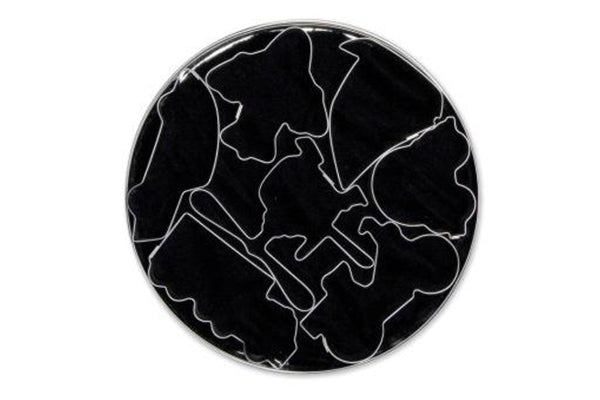 T P Cutter Traveller - Loyal