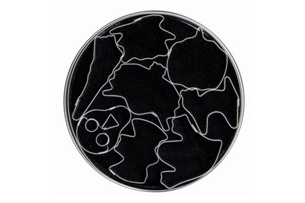 T P Cutter Ghost and Witches - Loyal