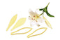 Exotic Lily and Embosser Set - FMM