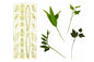 Foliage Allsorts Cutter Set - FMM
