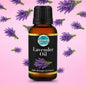 Lavender Flavour Oil - Iconic Cake Art