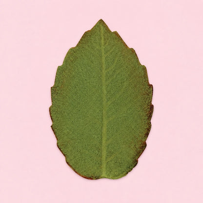 ( 1.6 Inch) Large Veined Rose Leaf Foliage Plunger Cutters 40mm - PME