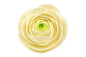 White RanunculusTopper 10cm - Sweet Sugar Flowers