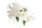 White Carnation Spray Bouquet - Sweet Sugar Flowers