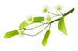 5 Petal Blossom Fillers - Sweet Sugar Flowers