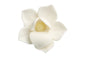 White Small Orchid No Wire - Sweet Sugar Flowers