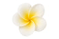 Yellow Single Medium Frangipani 4cm - Sweet Sugar Flowers