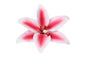 Pink Single Stargazer Lily - Sweet Sugar Flowers