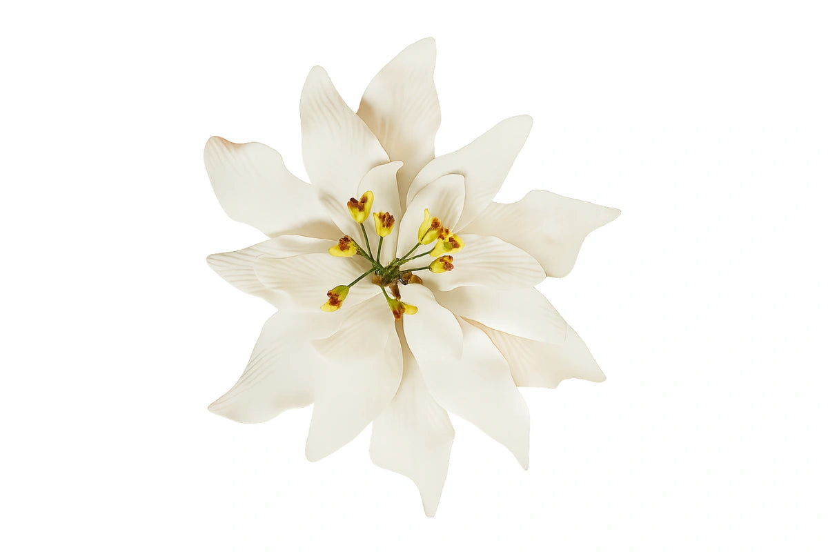 White Single Poinsettia 8cm - Sweet Sugar Flowers