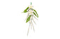 White Jasmine Filler Spray - Sweet Sugar Flowers