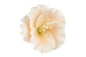 Peach Single Azalea - Sweet Sugar Flowers