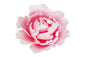 Pink Large Closed Peony 12cm - Sweet Sugar Flowers