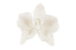 White Phalaenopsis Orchid Large - Sweet Sugar Flowers