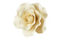 Ivory Large Single Rose 8cm - Sweet Sugar Flowers
