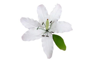 Imperial Lily White,SFAULAWH