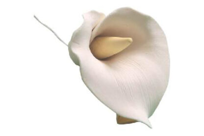 calla arum lily white,sfcltwh