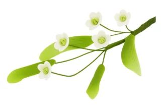 5 petal blossom fillers SWEET SUGAR FLOWERS,SFD3WH