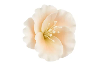 Single azalea peach SWEET SUGAR FLOWERS,SFTKDPE