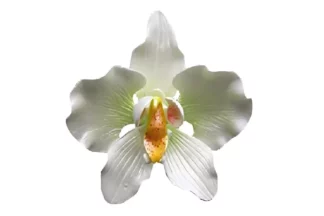 Phalaenopsis Orchid large Green SWEET SUGAR FLOWERS,SFZPLPBLGGR