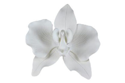 phalaenopsis orchid large white,sfzplpblgwh