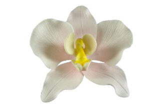 Phalaenopsis Orchid small Pink,SFZPLPBSMPK
