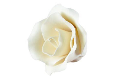 medium single rose ivory,sfzra5smiv