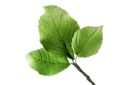 big hydrangeas leaf fillers,sfhlgr