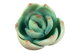 Extra Small Succulent - Green SWEET SUGAR FLOWERS,SFSUCGXSGR