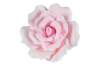 Single sugar curled rose medium in Pink,SFROSECMPK