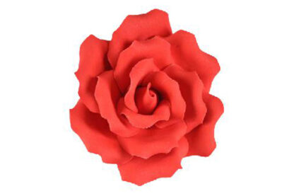 single sugar curled rose medium in red,sfrosecmrd