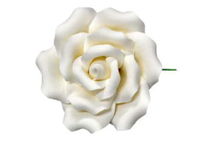 single sugar curled rose medium in white,sfrosecmwh