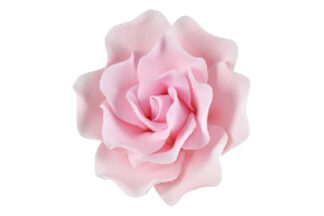 Single sugar damask rose medium Pink,SFROSEDMPK
