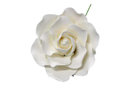 single sugar damask rose medium white,sfrosedmwh