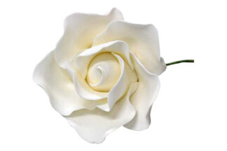 Single sugar damask rose small white,SFROSEDSWH