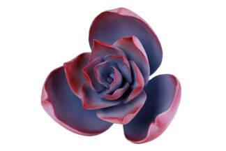 Small Succulent,SFSUCVSVIO