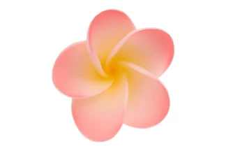 5.5cm Large Frangipani Sugar flowers wedding birthday cake decoration topper craft SWEET SUGAR FLOWERS,PLMLRGPK