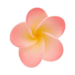 4.5cm Medium Frangipani Sugar flowers wedding birthday cake decoration topper craft SWEET SUGAR FLOWERS