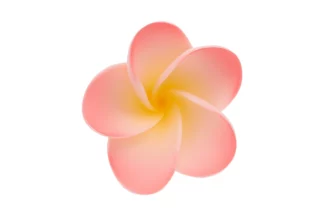 4.5cm Medium Frangipani Sugar flowers wedding birthday cake decoration topper craft SWEET SUGAR FLOWERS,PLMMEDPK