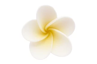 5cm Single large yellow centre frangipani SWEET SUGAR FLOWERS,SFKM1LYL