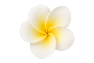 4cm Single medium yellow frangipani SWEET SUGAR FLOWERS,SFKM1MYL