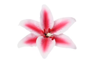 Single Stargazer Lily Pink SWEET SUGAR FLOWERS,SFLILYSTPK