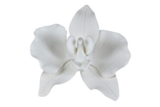 Phalaenopsis Orchid small White,SFZPLPBSMW